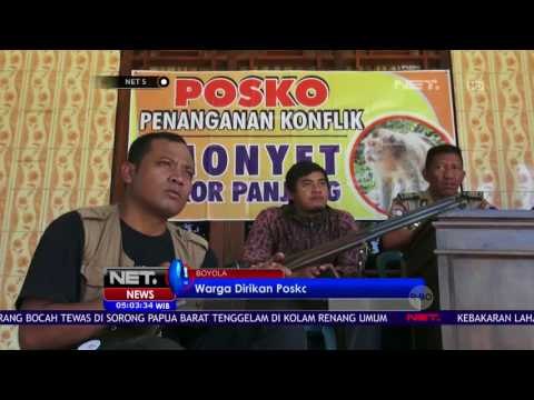 Seorang Warga Terluka Diserang Monyet - NET5
