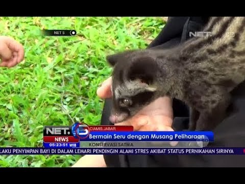 Bermain Seru dengan Musang Peliharaan - NET5
