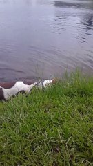 Un chien fait une rencontre dans un étang