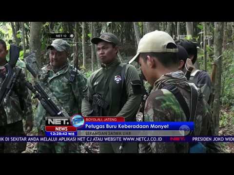 Petugas Buru Keberadaan Monyet - NET12