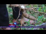 Monyet dan Babi Hutan Rusak Pertanian Warga - NET12