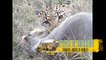 Leopard kills Warthog Amazing - World of Animals
