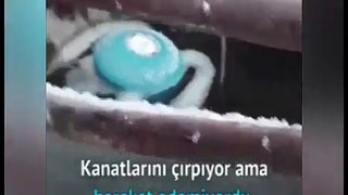 Soğuktan Ayağı Demire Yapışan Serçeyi Kurtarmak