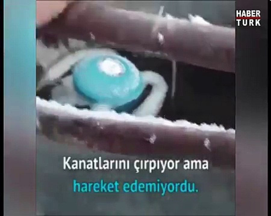 Soğuktan Ayağı Demire Yapışan Serçeyi Kurtarmak