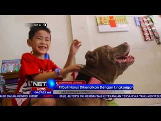 Cara Merawat Pitbull - NET24