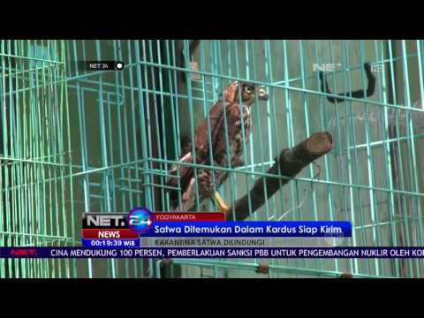 Petugas Amankan Sebelas Satwa yang Dilindungi - NET24