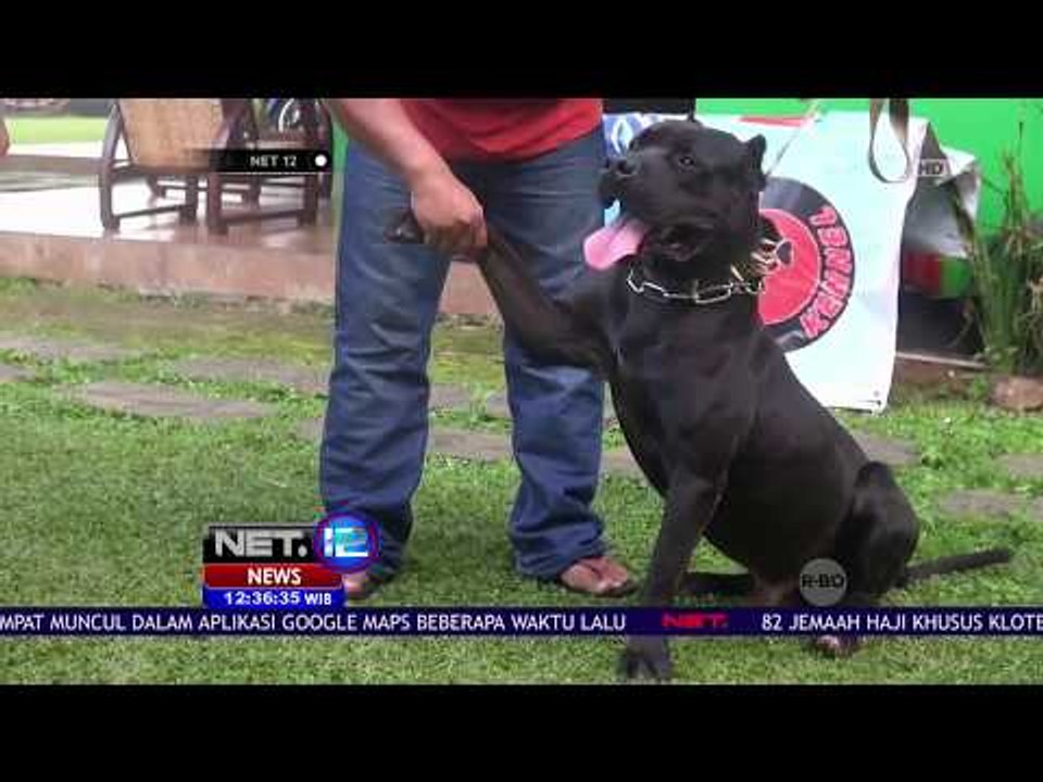 Memelihara Pit Bull - NET12