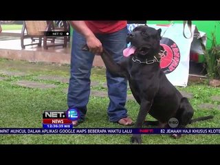 Memelihara Pit Bull - NET12