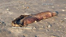 Mysterious Sea Creature Washes Ashore During Hurricane Harvey