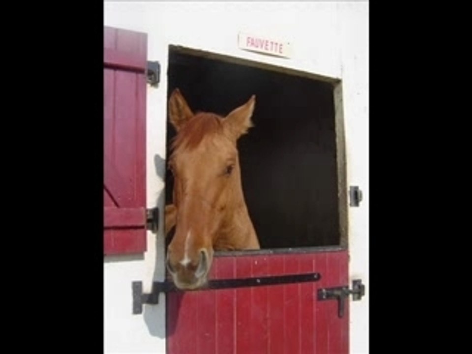 Chevaux du centre equestre