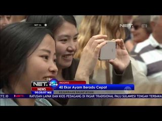 Keseruan Lomba Ayam Beradu Cepat - NET24