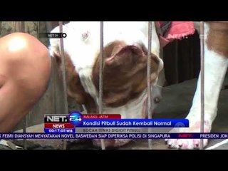 Petugas Peternakan Lakukan Observasi Pitbull - NET24