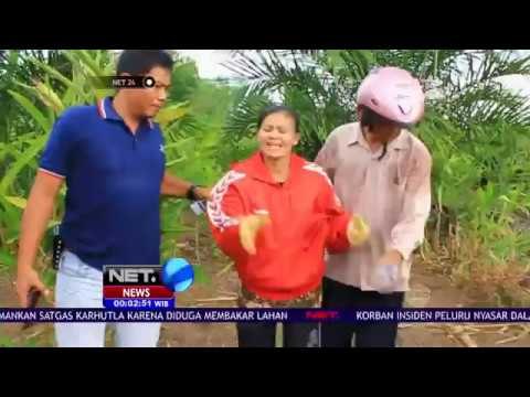 Seorang Ibu Rumah Tangga Ditangkap Petugas Diduga Pelaku Pembakaran Hutan - NET24