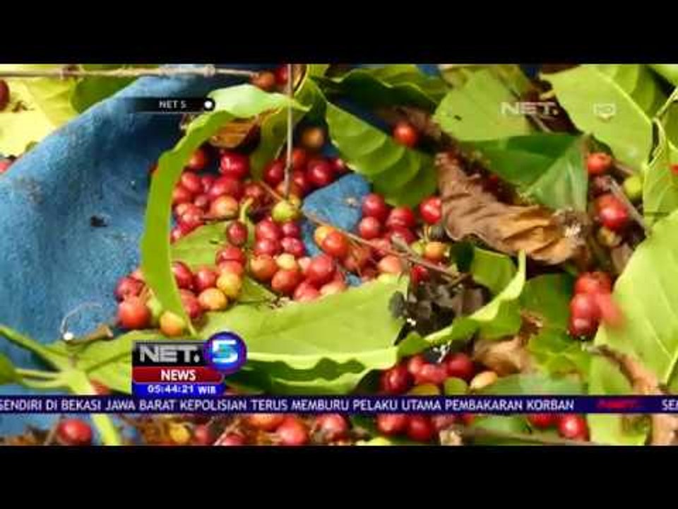 Kopi Java Mocha PTPN XI yang Mendunia - NET5