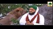 Khwab Ki Tabeer | Khwab Me Sher Lion Dekhna | Madani Channel