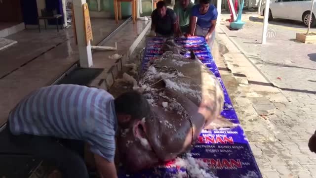 Marmara Denizi'nde 1,2 Tonluk Köpek Balığı Yakalandı - İstanbul