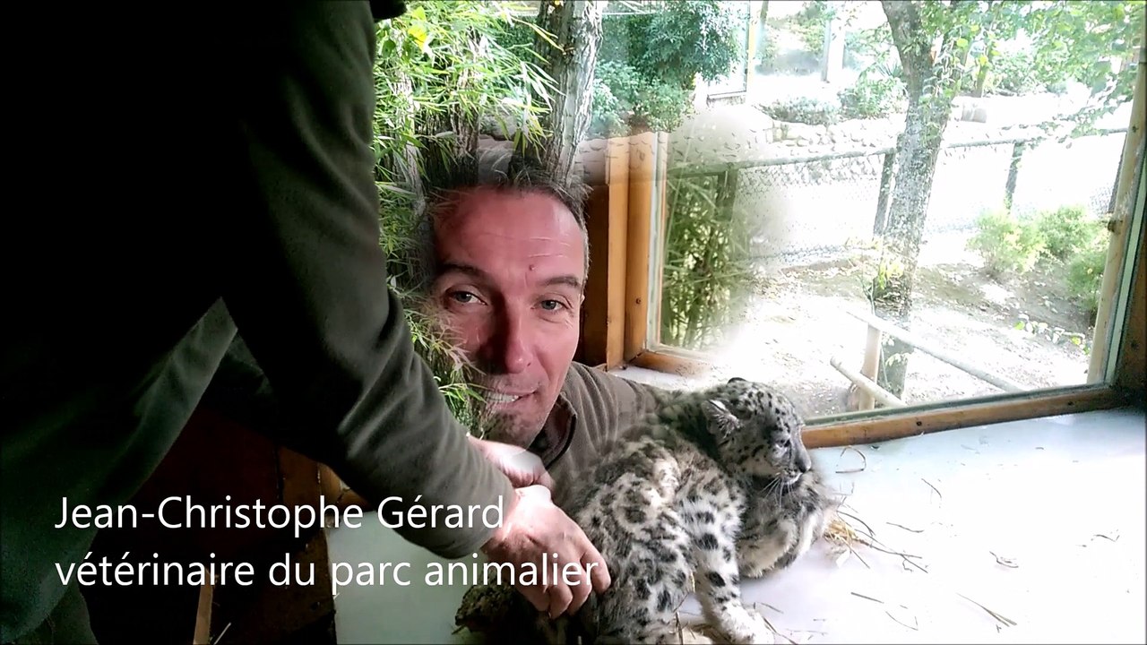 Panthères des neiges