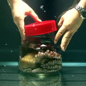 Le poulpe est un animal très intelligent... La preuve avec cette expérience étonnante!