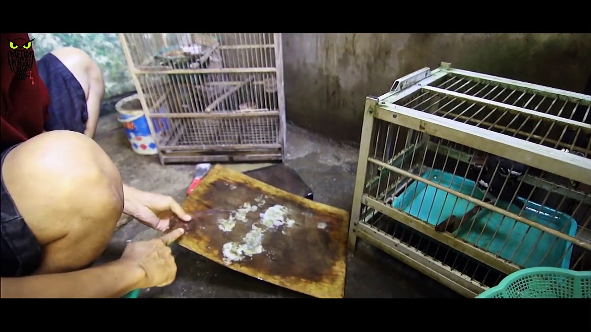 Dunia Hobi Cacing Tanah Bikin Anis Kembang Gacor Di Sarimun Bird