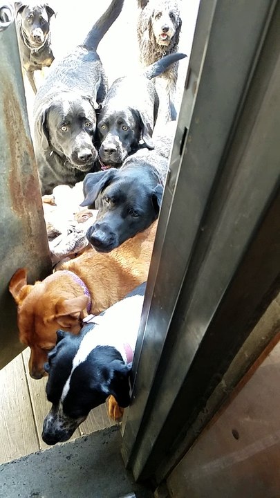 Dog Stampede