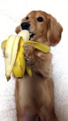 Hilarant : devinez quel est le fruit préféré de ce chien
