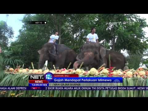 Gajah Mendapat Perlakuan Istimewa di Gianyar Bali - NET12