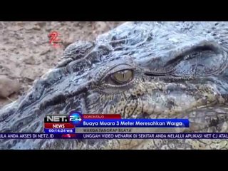 Buaya Muara 3 Meter Resahkan Warga - NET24