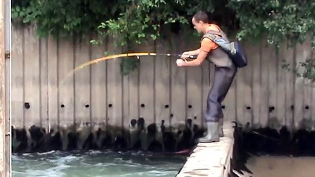 Peche silure au Leurre Team Vitamine