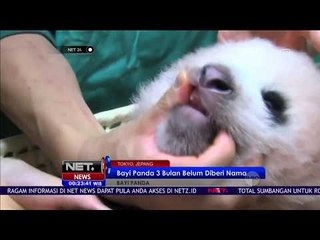 Lucunya Bayi Panda Ini Baru Tumbuh Gigi - NET24
