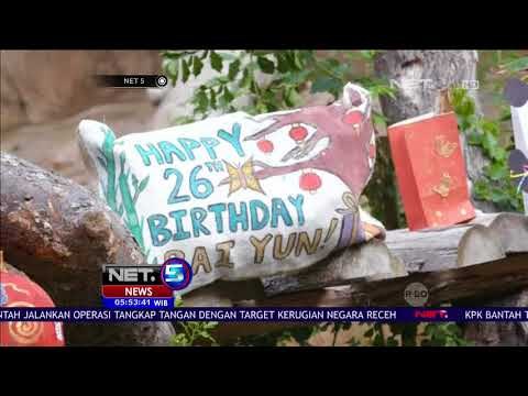 Intip Perayaan Ulang Tahun Panda Raksasa - NET5