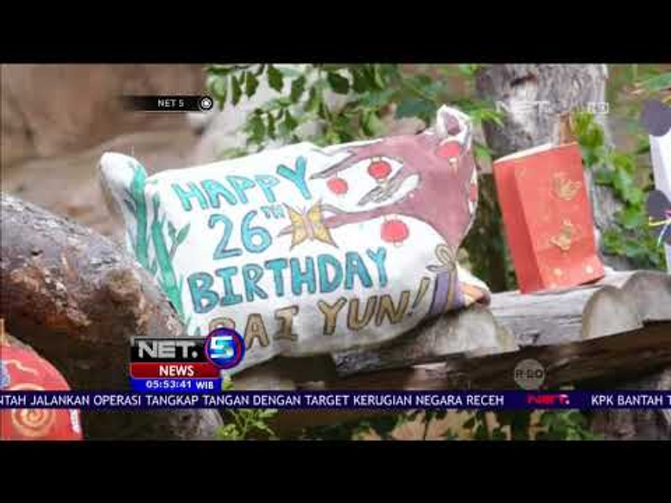 Intip Perayaan Ulang Tahun Panda Raksasa - NET5