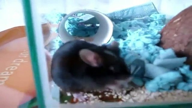 Enfants pour et clin doeil pro les animaux de compagnie enseignent à leurs voix