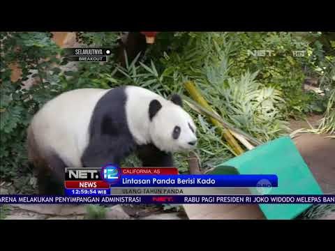 Yeay! Panda Raksasa Asal Cina Ini Genap Berusia 26 Tahun NET12