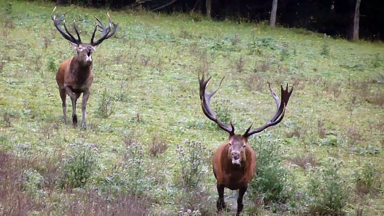 Declercq Igor - Deux Grands cerfs aux brame