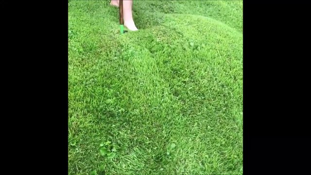 Leur gazon flotte sur une l'eau. Phénomène incroyable