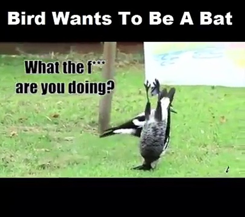 Un corbeau se prend pour une chauve-souris