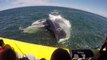 Quand une baleine se jette gueule ouverte vers un bateau... Effrayant