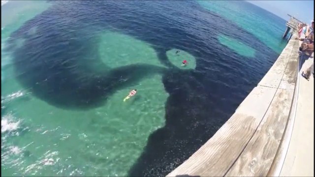 Non ce n'est pas une marée noire mais un banc d'anchois immense en mer!