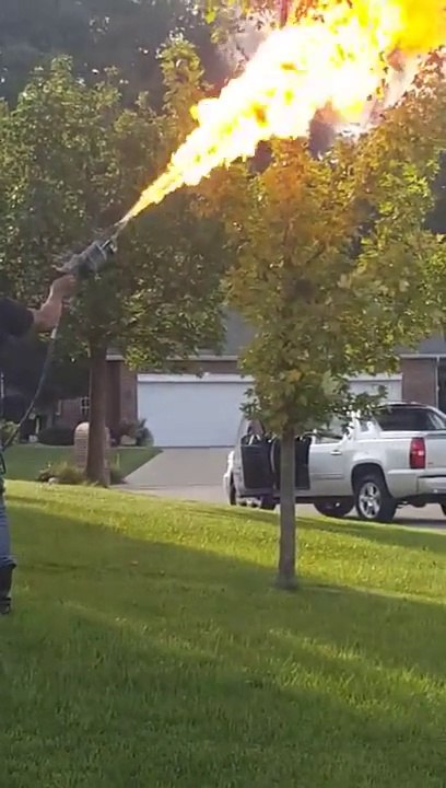 Ce taré sort son lance-flamme pour détruire un nid de frelons