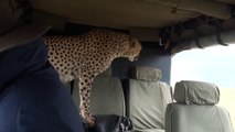 Un guépard pas si sauvage que ça tape l'incruste dans une voiture de touristes au kenya