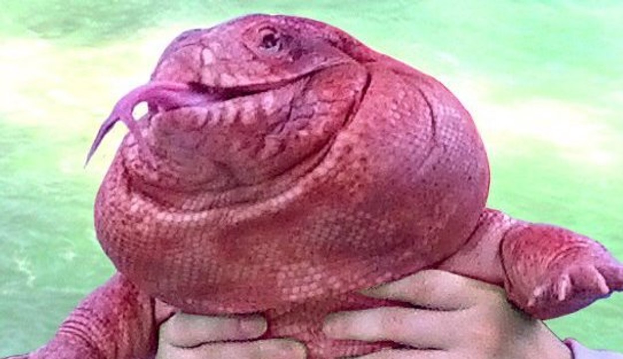 Why get a puppy when you can have a snuggly lizard instead?