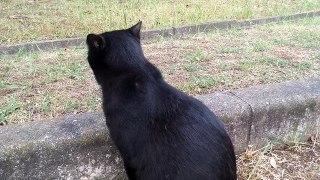 公園で人懐っこい黒猫と出会った