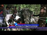 Penyelamatan Satwa Gajah Sumatra - NET5