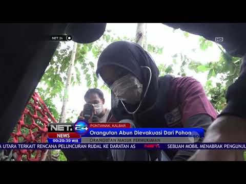 Seekor Orang Utan Dievakuasi Karena Kerap Meresahkan Warga - NET 24