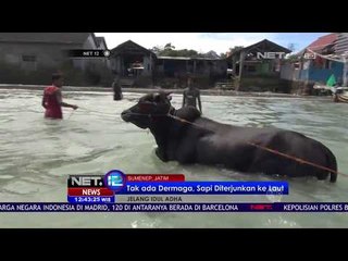 Tak Ada Dermaga, Sapi Diterjukan Ke Laut Sumenep - NET12