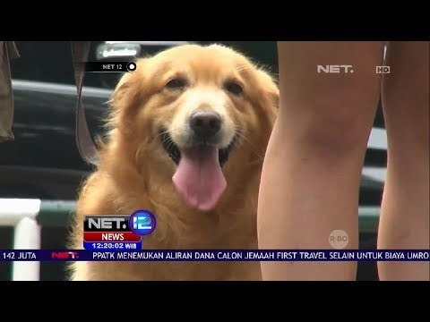 Parade Satwa di Taman Safari Bogor, Binatang Juga Rayakan Hari Kemerdekaan RI NET 12