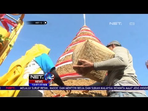 Tiwul Raksasa, Setinggi 5,4 Meter Mencatatkan Rekor Muri NET 12