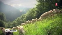 Ariège : des hommes armés et cagoulés annoncent la réouverture de la chasse à l'ours dans une vidéo