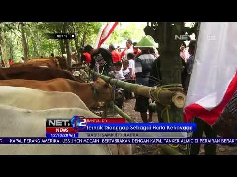 Ritual Memandikan Ternak Tradisi Sambut Idul Adha - Net 12