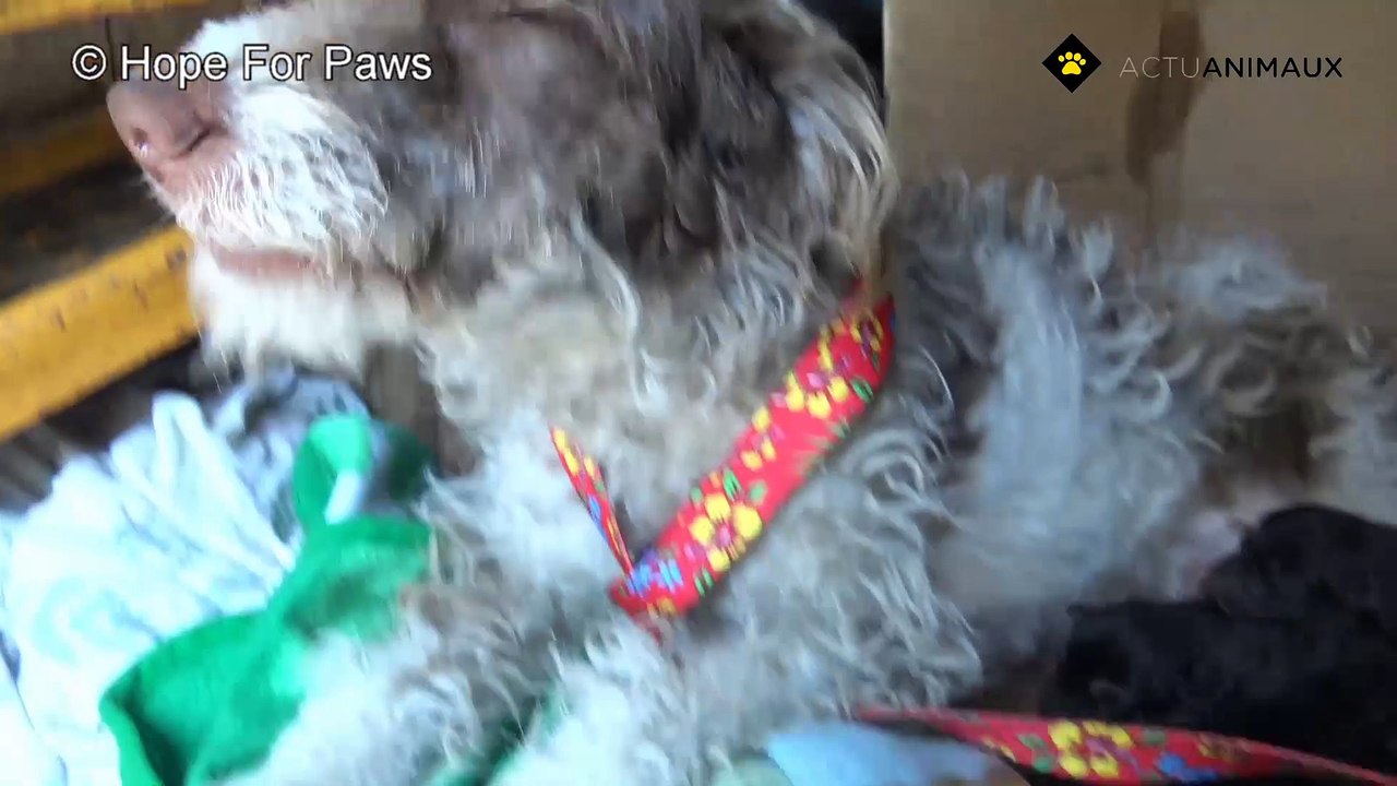 Cette image d'une mère sans abri et de ses bébés a été envoyée par SMS à Hope For Paws